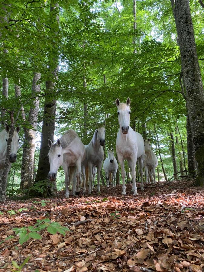 Вилла Le Domaine De Linars - L'Aile Du Chateau Le Truel Экстерьер фото